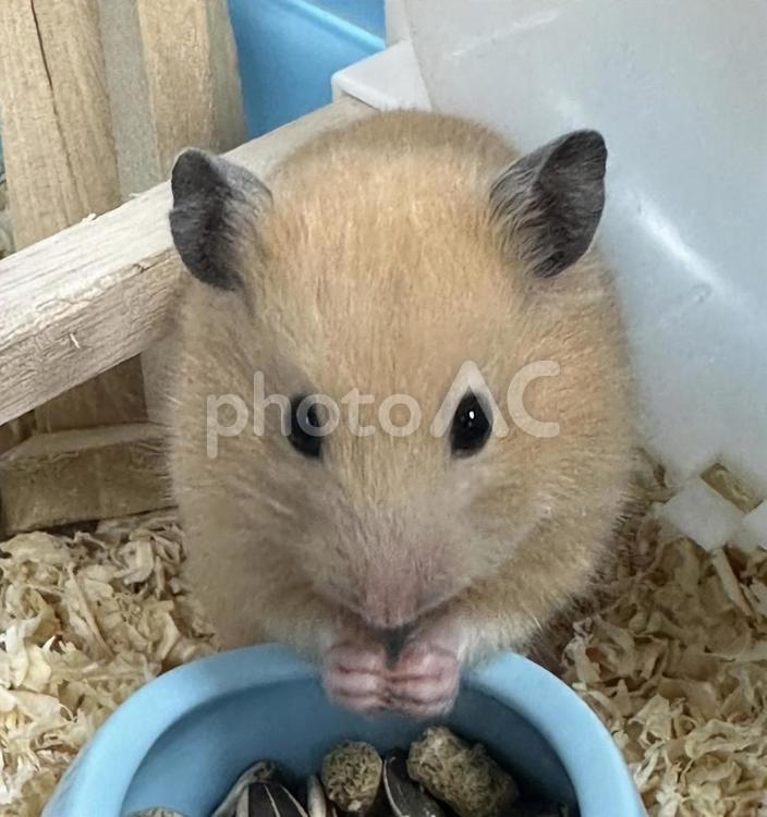 食事中のハムスター　いただきます ハムスター,家族,友達の写真素材