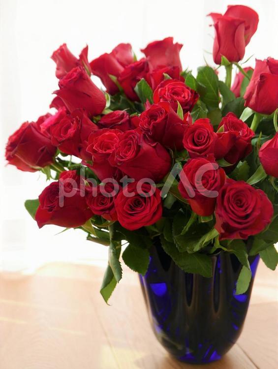 たくさんの真っ赤なバラ 薔薇,バラ,ばらの写真素材