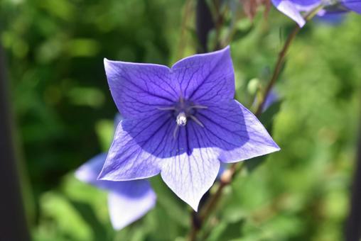 2025年6月に咲いたキキョウの花 2025年6月に咲いたキキョウの花 桔梗,屋外,四季の写真素材