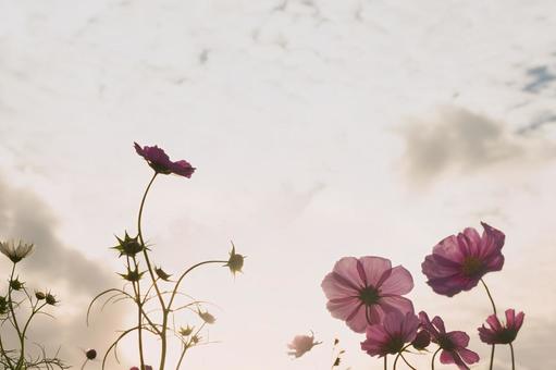 優しく輝く光の中で咲く可憐な秋の花 コスモス,秋桜,花の写真素材