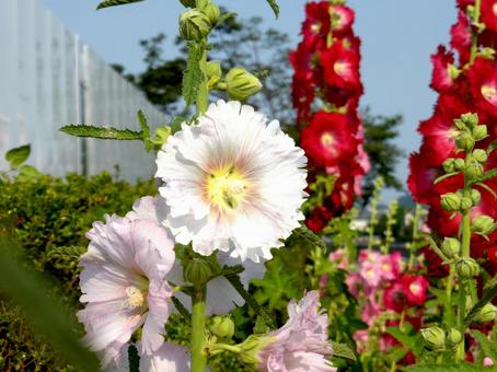 郊外の道沿いに咲くタチアオイ 郊外の道沿いに咲くタチアオイ タチアオイ,花,植物の写真素材