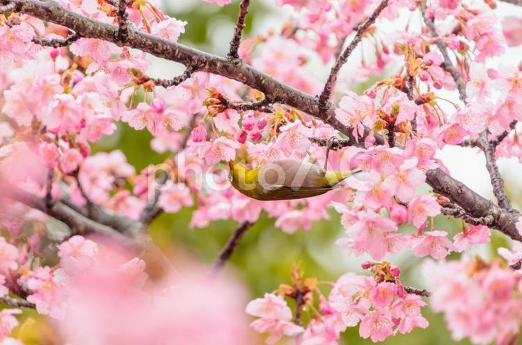 桜とメジロの春の訪れ メジロ,鳥,野鳥の写真素材