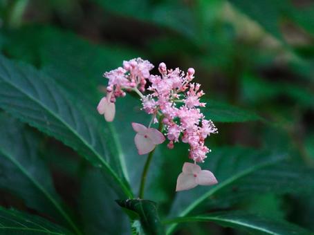 クサアジサイ②の写真