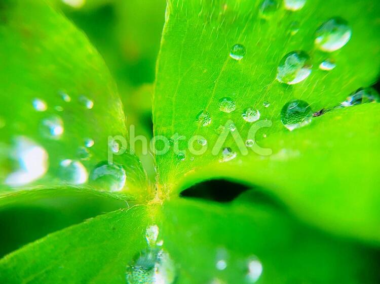 クローバーについた雨粒 露,雨,真珠の写真素材
