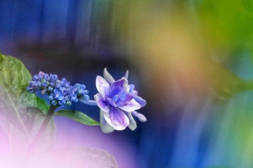 彩り゙紫陽花物語 彩り゙紫陽花物語の写真
