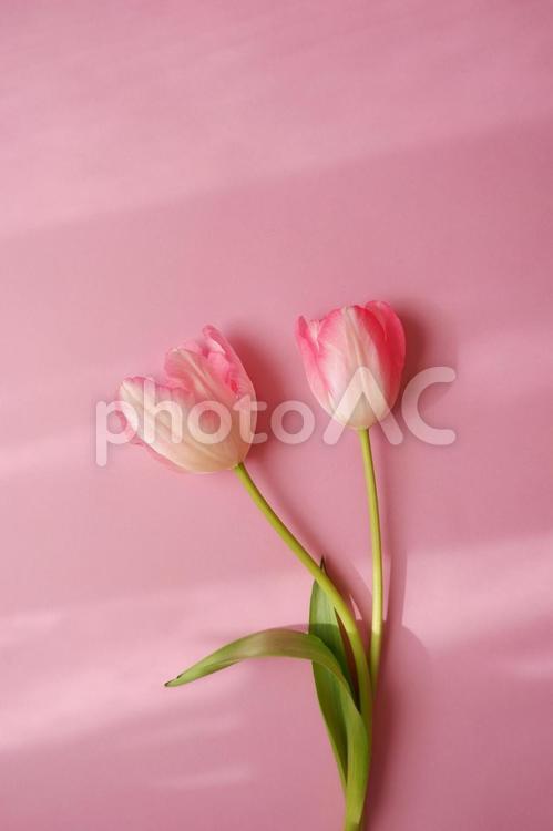 ピンクチューリップの花、春の花背景 チューリップ,花,フラワーの写真素材