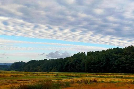 2025年10月の空4 イワシ雲,サバ雲,ウロコ雲の写真素材