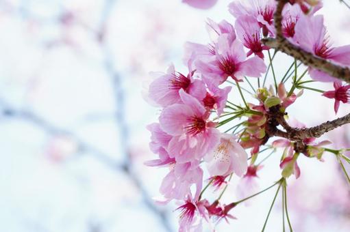 ほんのりピンクが美しい河津桜1 桜,さくら,河津桜の写真素材