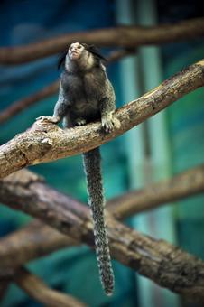 クロミミマーモセット クロミミマーモセット クロミミマーモセット,オマキザル科,猿の写真素材