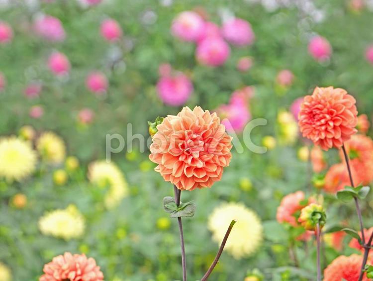 色とりどりのダリア ダリア,秋,花畑の写真素材