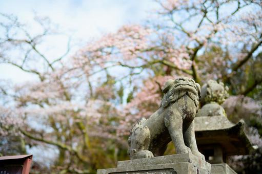 Guardian lion and cherry blossoms, JPG Guardian lion and cherry blossoms, JPG