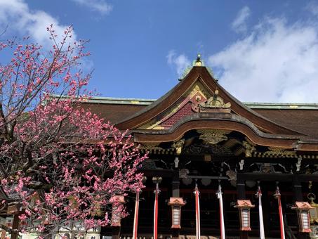 北野天満宮の梅1 北野天満宮,梅,天満宮の写真素材