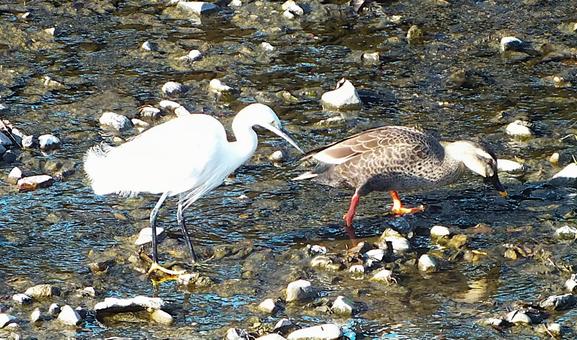 カルガモの後をついていくコサギ カルガモの後をついていくコサギの写真