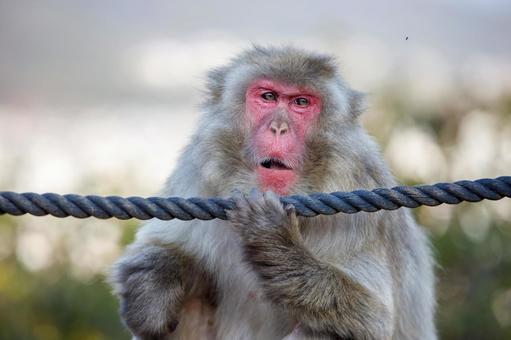 嵐山モンキーパークの猿 嵐山モンキーパークの猿の写真