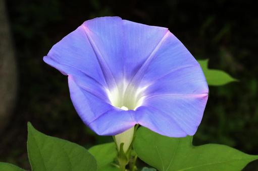 アサガオの花 アサガオの花の写真