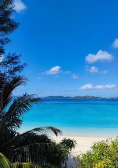 夏 夏の写真