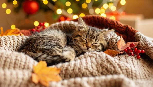 毛布の上で丸くなって眠る子猫 毛布の上で丸くなって眠る子猫の写真