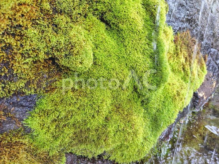 水場の風景_24 水場,苔,湧水の写真素材
