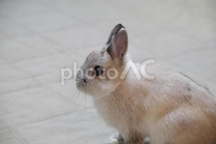ウサギのぶんちゃん うさぎ,ラビット,ネザーランドドワーフの写真素材