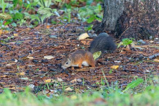 こちらを向いて地面の匂いを嗅ぐエゾリスの写真
