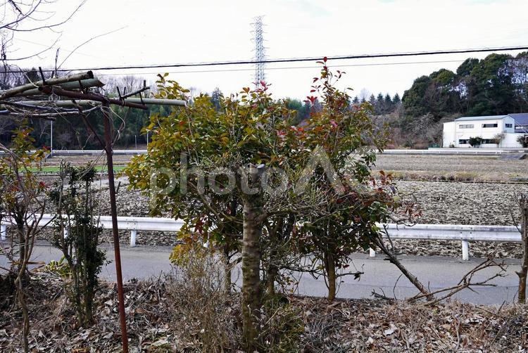 3月の庭にて 庭,庭先,雑草の写真素材