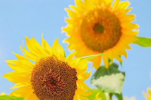 Energetic sunflower ③ Energetic sunflower ③
