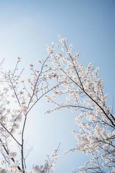Cherry blossoms in full bloom and blue sky, JPG Cherry blossoms in full bloom and blue sky, JPG
