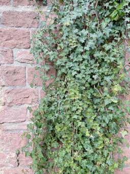 Ivy on a brick wall②, JPG Ivy on a brick wall②, JPG