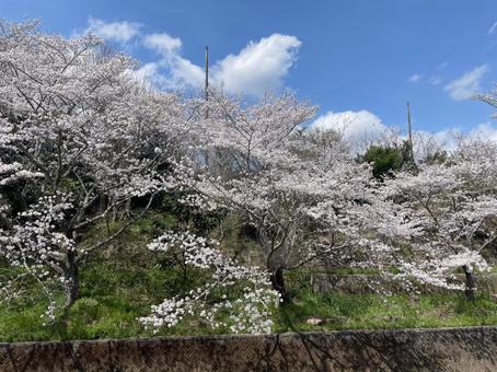 桜 桜の写真