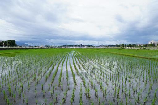 自然の風景 稲,風景,景色の写真素材