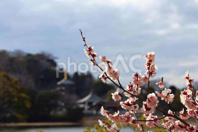 ３月上旬の高松市法然寺の梅の花 背景,梅,花の写真素材