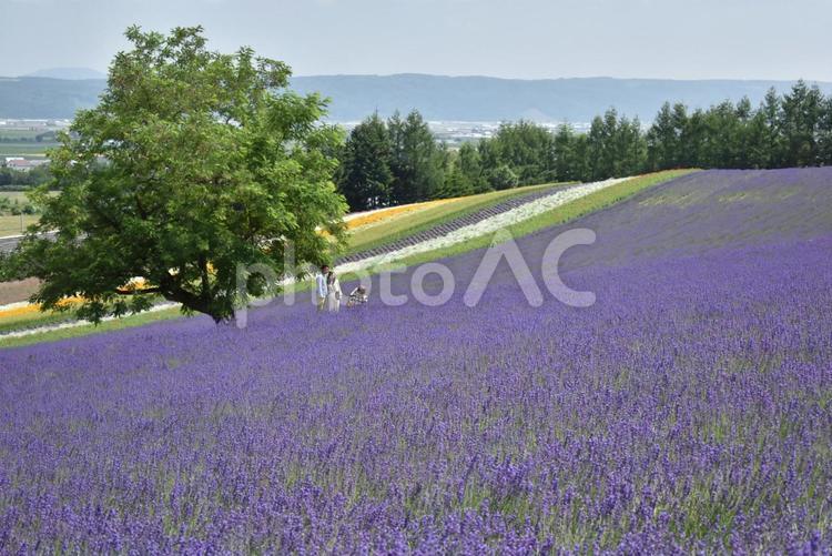 花・植物　ラベンダー畑　富良野　開花 花,植物,ラベンダーの写真素材