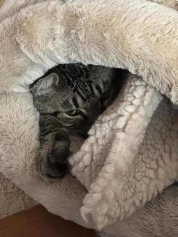 寝袋の中で眠そうな猫 猫,キジトラ,虎猫の写真素材