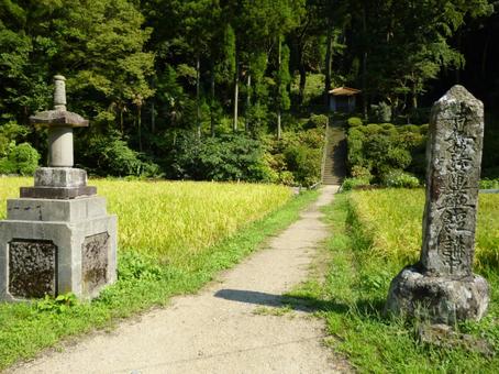 緑の風景と小道 緑の風景と小道の写真