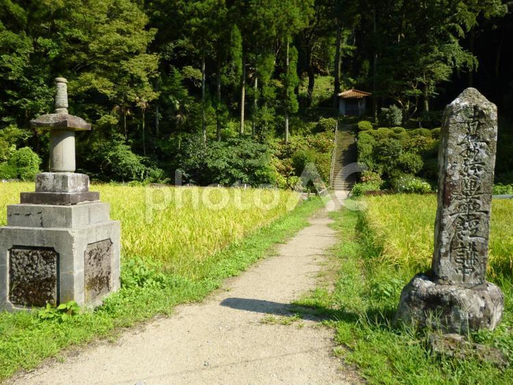 緑の風景と小道 日本,緑,田舎の写真素材