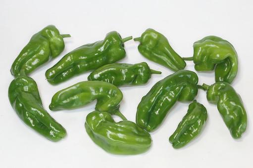 ピーマン収穫 ピーマン収穫 植物,野菜,食材の写真素材