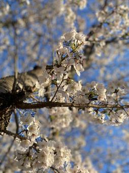 桜を見上げて 桜を見上げての写真