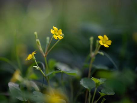 カタバミの写真