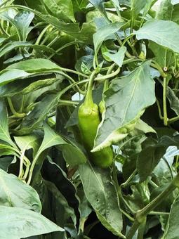 獅子唐辛子の写真