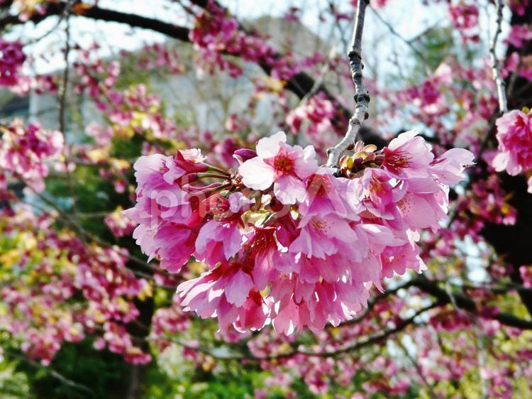 寒緋桜 寒緋桜,カンヒザクラ,花の写真素材