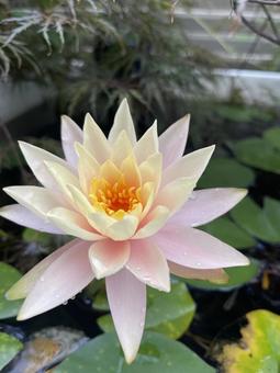 睡蓮 睡蓮 植物,ビオトープ,花の写真素材