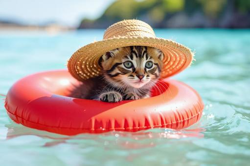 浮き輪で遊ぶ子猫 浮き輪で遊ぶ子猫の写真