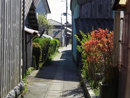 緑が多い路地 緑が多い路地の写真