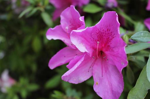 綺麗な花 綺麗な花の写真