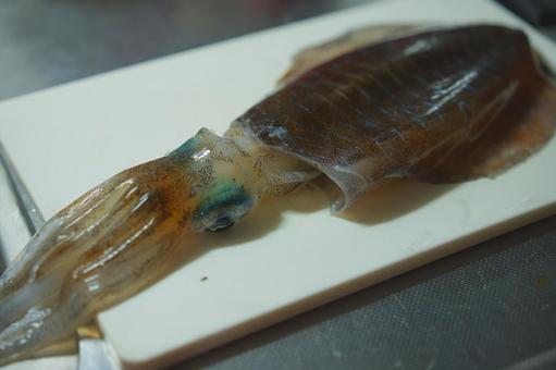 アオリイカ イカ,アオリイカ,エギングの写真素材