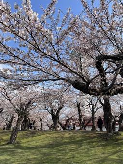 桜並木 桜並木の写真