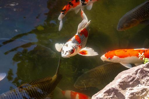 コイ⑻ 魚,コイ,ヒゴイの写真素材