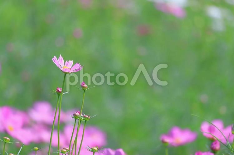 コスモス 緑の中の可愛いピンクの秋桜 コスモス,花,秋桜の写真素材