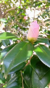 Camellia (bud), JPG