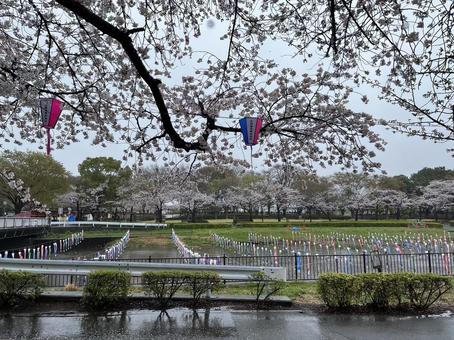 桜と鯉のぼり 桜と鯉のぼり 春,桜,晴天の写真素材